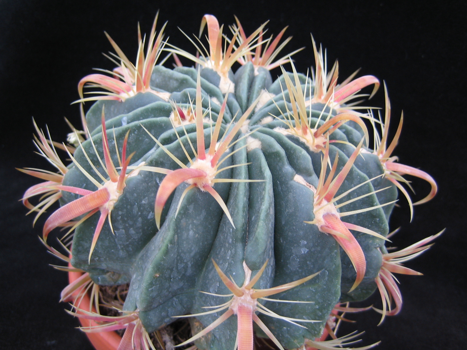 Ferocactus macrodiscus