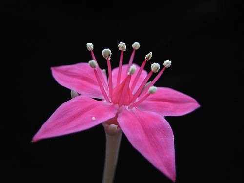 Graptopetalum bellum (Tacitus)