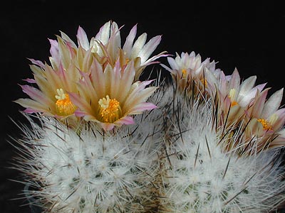 Gymnocactus subterraneus v. zaragosae SB 1437 (Zaragoza, NL, Mex)