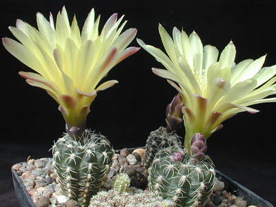 Gymnocalycium andreae v. fechseri P 378