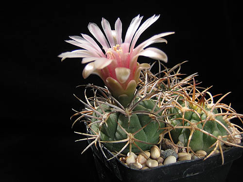 SuccSeed - Gymnocalycium catamarcense v. belenense VS 64 (Cuesta de Belen,  Cat, Arg)