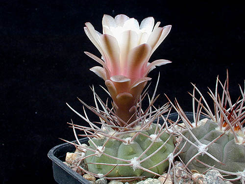 Gymnocalycium mazanense GC 27.01 (Cuesta de Cebile, Arg)