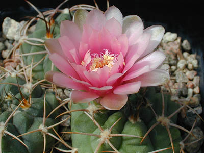 Gymnocalycium oenanthemum WR 720