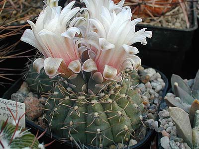 Gymnocalycium quehlianum MN 78 (Capilla del Monte, Arg)