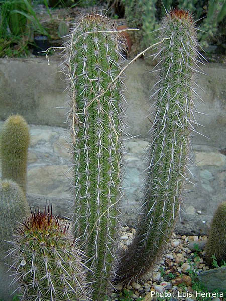 Haageocereus olowinskianus