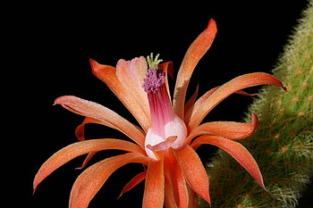 Hildewinteria aureispina (Cleistocactus winteri)