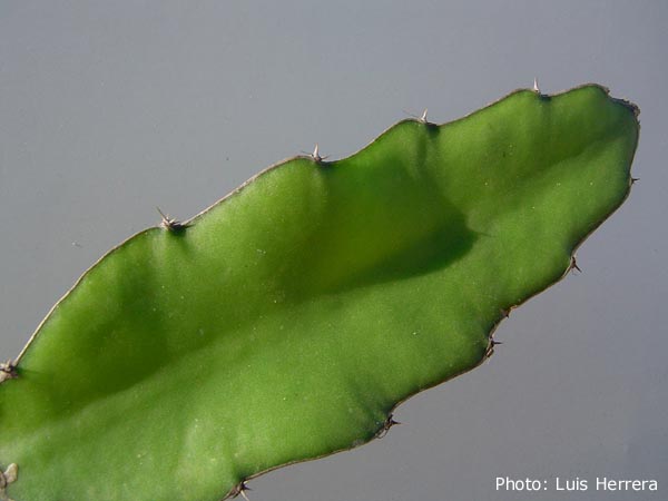 Hylocereus undatus - 2