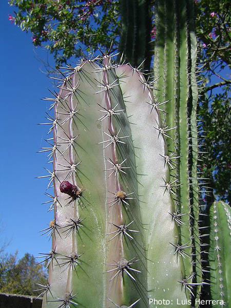 Lemairocereus pruinosus