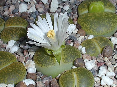 Lithops lesliei cv albinica C 036a