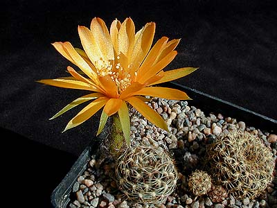 Lobivia arachnacantha WR 180 (Valle Grande - Samaipata, Bol)