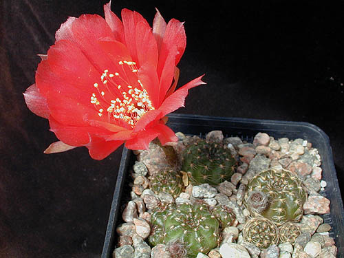Lobivia arachnacantha v. torrecillasensis MC 5060