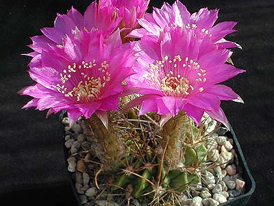 Lobivia backebergii v. larae WR 264
