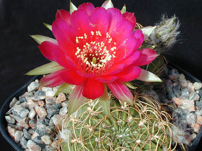 Lobivia backebergii v. oxyalabastra WR 200 (Coch, Bol)