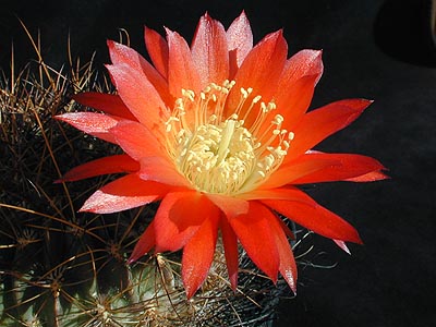 Lobivia chrysochete MN 133 (Santa Ana, Arg)