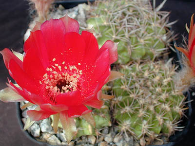 Lobivia cinnabarina v. draxleriana WR 279 (Aiquile, Bol)