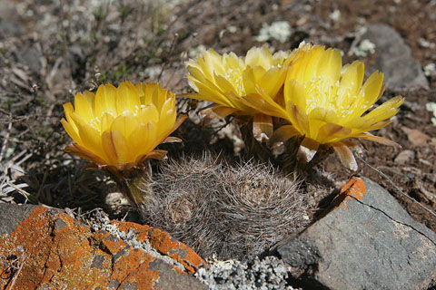 Lobivia haematantha v. densispina MN 340 (Tumbaya, 2175m, Jujuy, Arg)