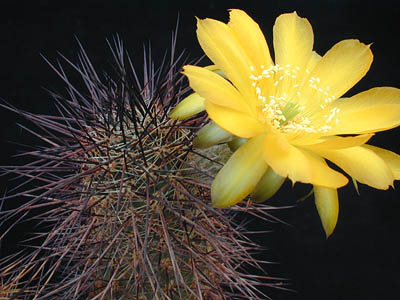 Lobivia haematantha v. elongata MN 19 (Cachi, Arg)