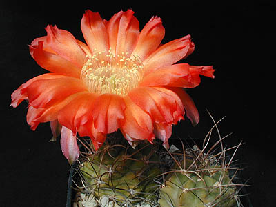 Lobivia haematantha v. hualfinensis WR 146 (Hualfin, Arg)