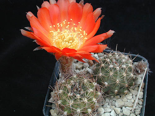 Lobivia haematantha v. jasimanensis DH 340a