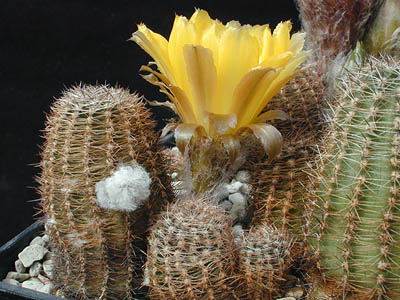 Lobivia haematantha v. rebutioides MN 38 (Purmamarca, Arg)
