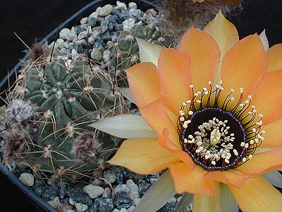 Lobivia jajoiana v. aurata WR 701 (Punta Corral, Arg)