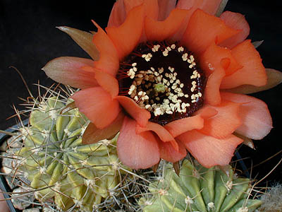 Lobivia jajoiana v. fleischeriana WR 580 (Volcan, 2400m, Arg) - 2