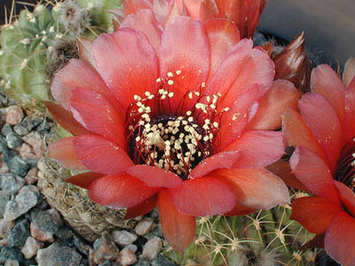 Lobivia jajoiana v. paucicostata MN 190 (Purmamarca, Arg)
