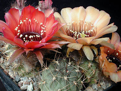 Lobivia jajoiana v. glauca WR 218 (Purmamarca, Arg)