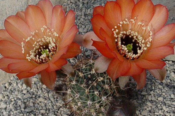 Lobivia marsoneri v. iridescens MN 56 (N Humahuaca, Arg)