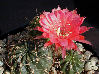 Lobivia pampana 'borealis' WR 387a (Oyon, Peru)