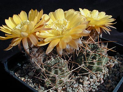 Lobivia pugionacantha v. cornuta WR 651 (Curque, 4000m, Bol)