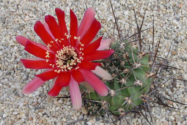 Lobivia pugionacantha v. salitrensis JK 418 (Yuquina, 3200m, Bol)