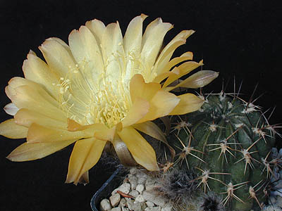 Lobivia pugionacantha v. versicolor WR 299 (Cucho Ingenio, Bol)