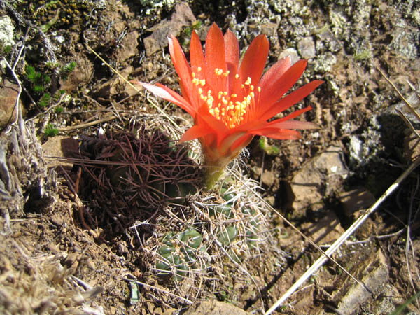 Lobivia sanguiniflora MN 291 (Santa Victoria, Salta, Arg)