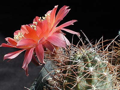 Lobivia pugionacantha v. alberi  (Lopez, Bol)
