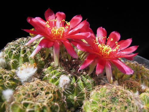 Lobivia tiegeliana v. cinnabarina MN 235 (NW Iruya, Arg)