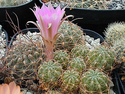 Lobivia wrightiana KK 1545 (Huancavelica, 2800m, Peru) - 2