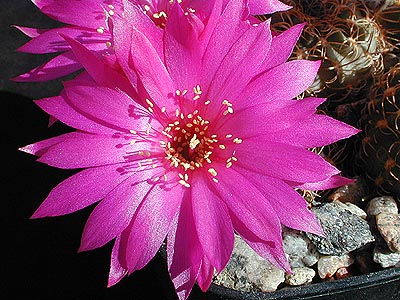 Lobivia wrightiana v. winteriana FR 1312 (Villa Azul, 2500m, Peru)