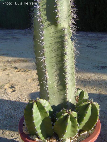 Lophocereus schottii - 3