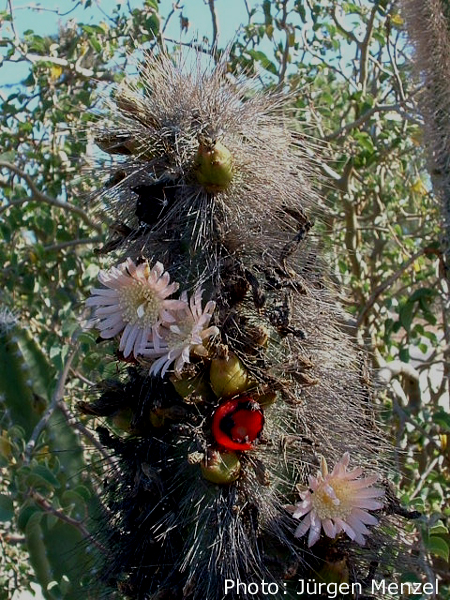 Lophocereus schottii - 2