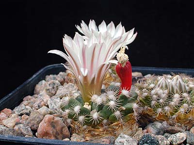 Mammillaria coahuilensis SB 699 (Hipolito, Coah, Mex)