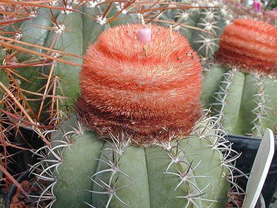 Melocactus matanzanus