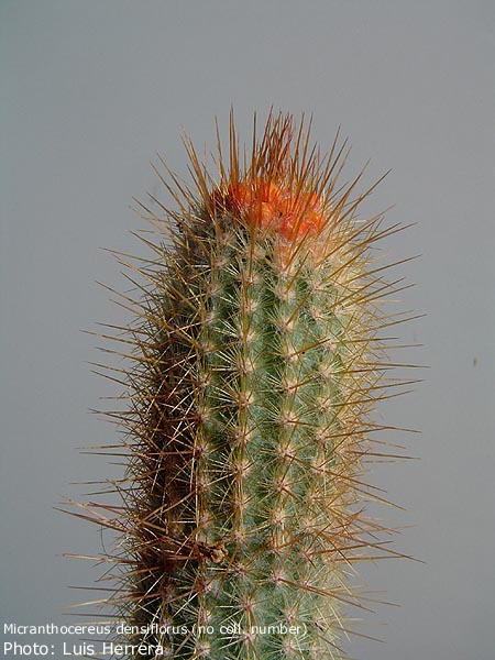 Micranthocereus densiflorus HU 221 - 2