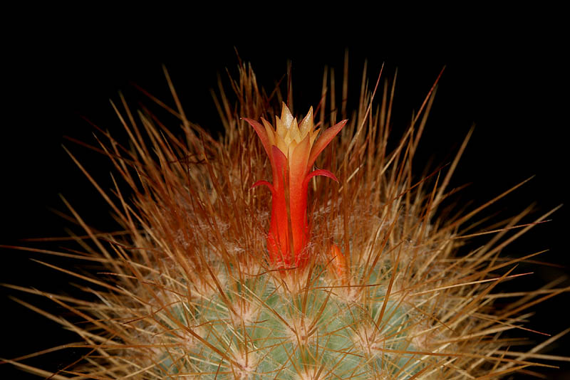 Micranthocereus densiflorus HU 221