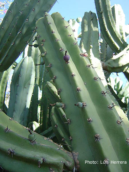 Myrtillocactus geometrizans - 2
