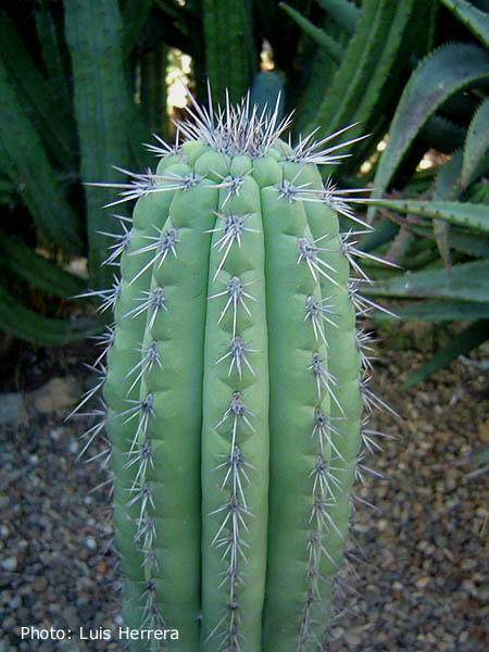 Neobuxbaumia tetetzo