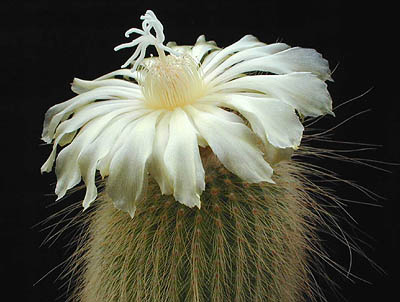 Notocactus leninghausii