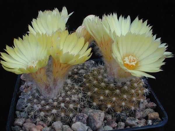 Parodia formosa 'cardenasii' FR 914