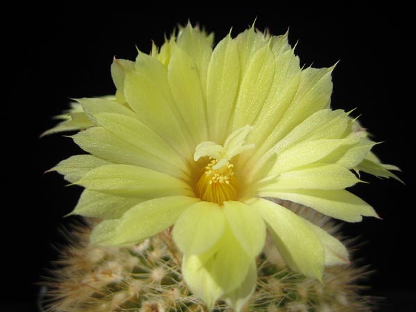 Parodia formosa Lau 939 (Palos Blancos to Entre Rios, O'Connor, Tarija, Bol)