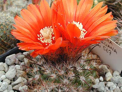 Parodia hummeliana Lau 567